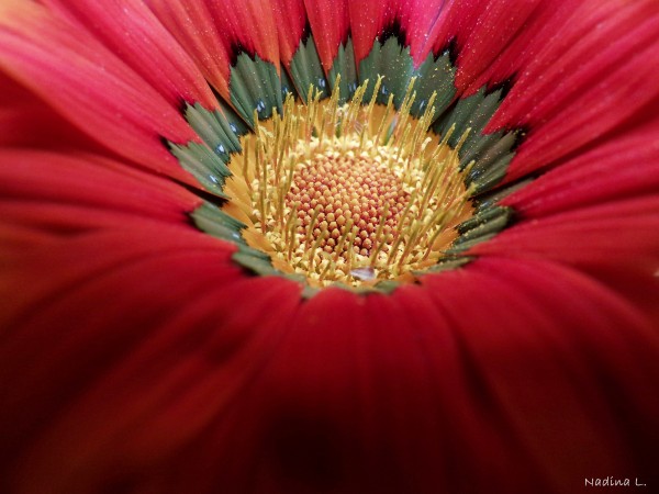 Foto 1/Gazanias