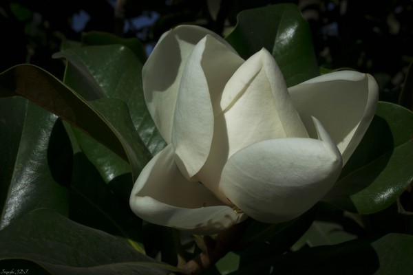 Foto 1/Solo Magnolias