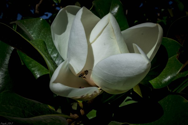 Foto 2/Solo Magnolias