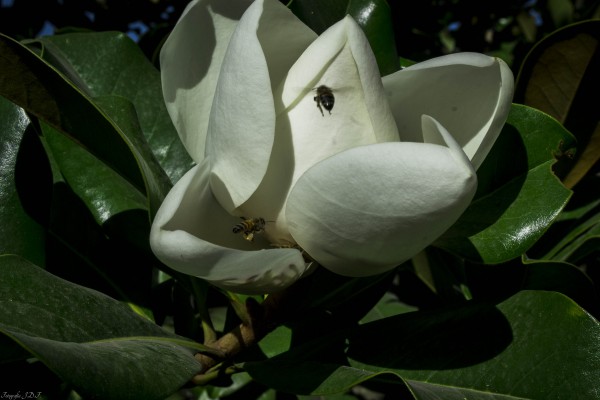 Foto 3/Solo Magnolias