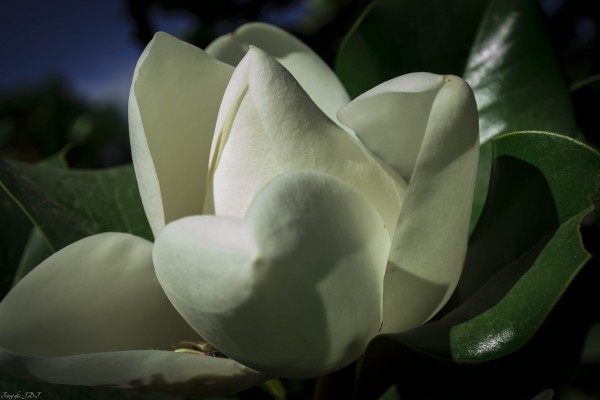 Foto 4/Solo Magnolias