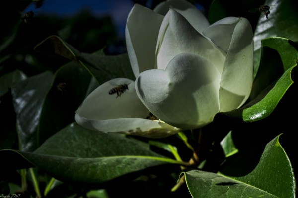 Foto 5/Solo Magnolias