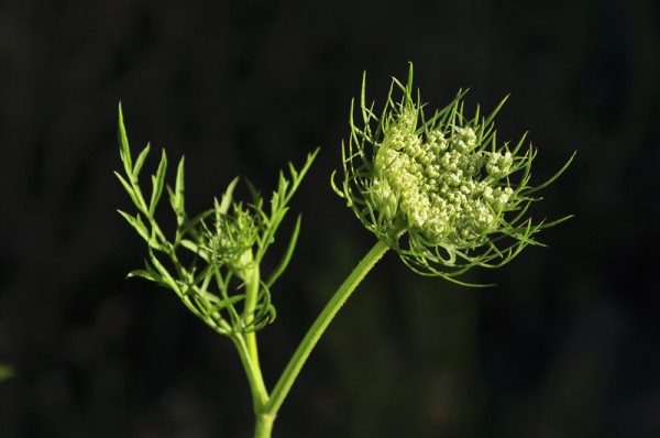 Foto 1/Flor de zanahoria