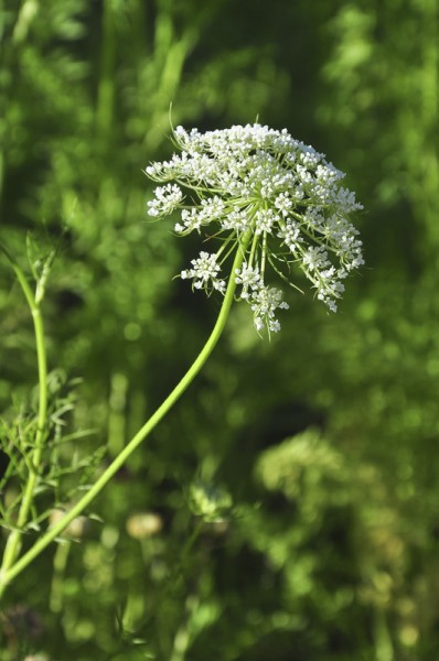 Foto 3/Flor de zanahoria