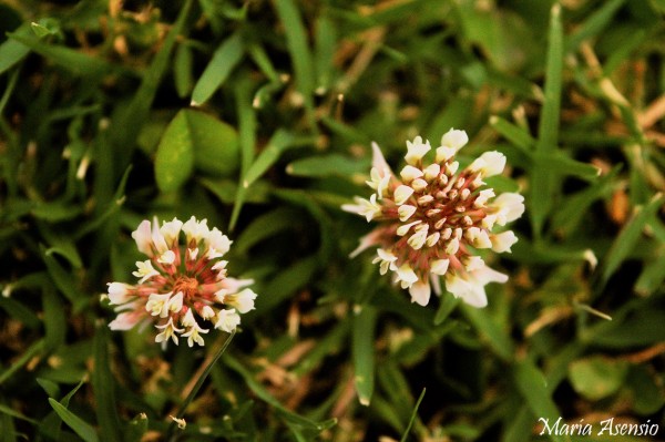 Foto 4/Sencillamente flores