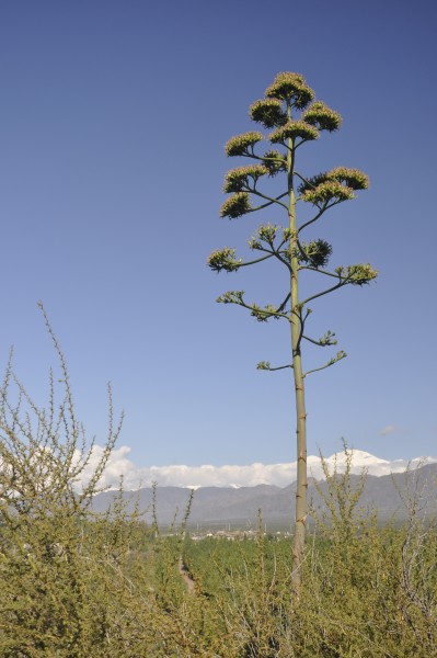 Foto 1/flores de montaa