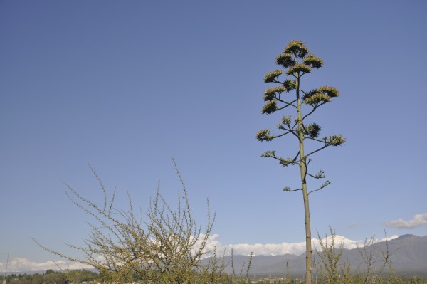 Foto 2/flores de montaa