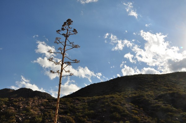 Foto 1/flores con altura. . .