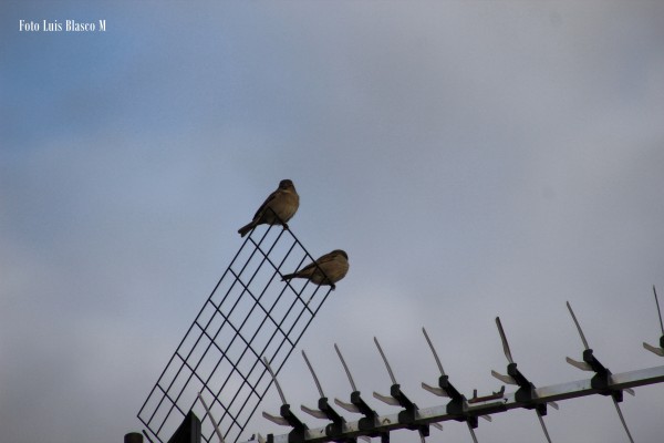 Foto 2/Los pajaritos