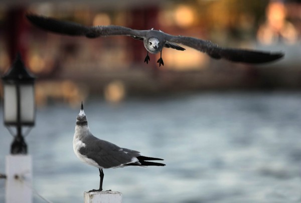 Foto 1/Gaviotas