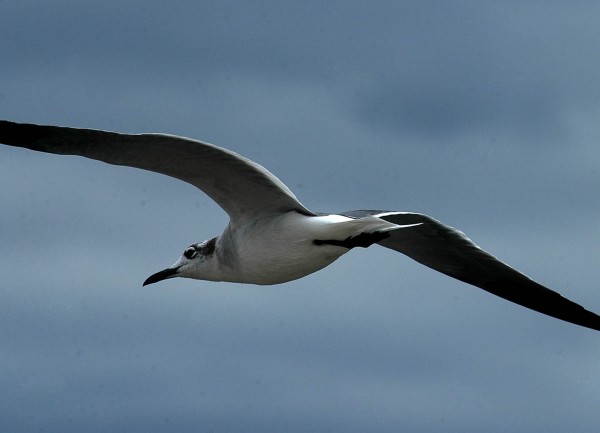 Foto 3/Gaviotas