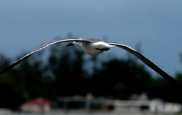 Foto 4/Gaviotas