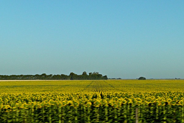 Foto 1/Los colores del campo Pampeano