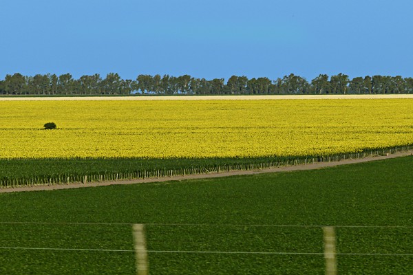 Foto 2/Los colores del campo Pampeano