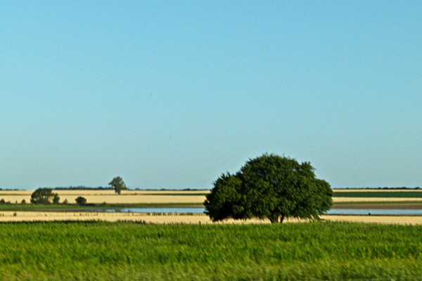 Foto 3/Los colores del campo Pampeano