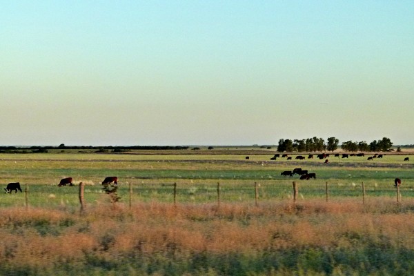 Foto 4/Los colores del campo Pampeano