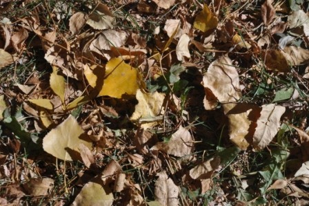 Foto 3/hojas caidas, juguetes del viento son. . .