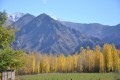 dorados otoos en el valle de Uspallata