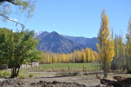 Foto 3/dorados otoos en el valle de Uspallata