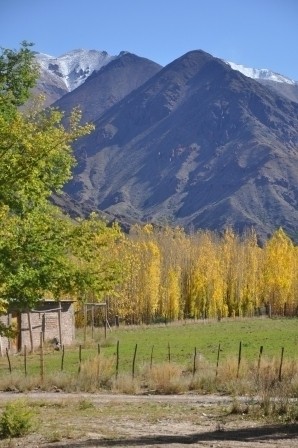 Foto 5/dorados otoos en el valle de Uspallata