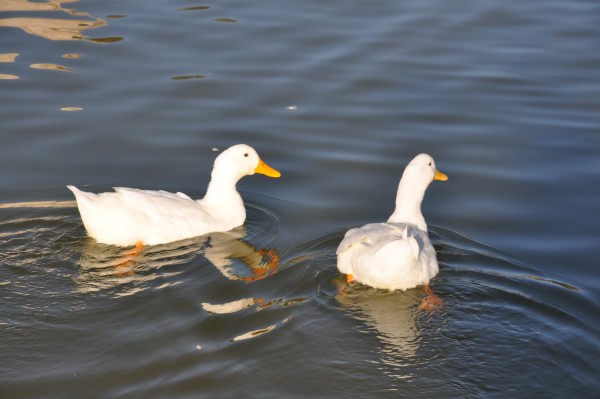 Foto 1/patos blancos