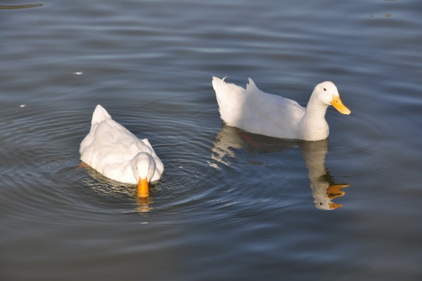 Foto 2/patos blancos