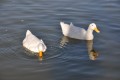 patos blancos