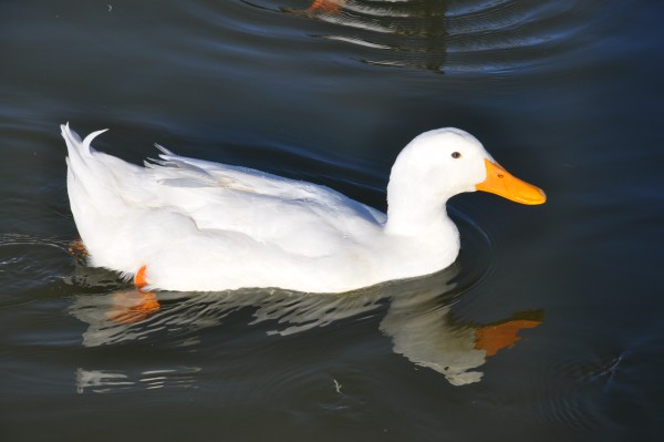 Foto 3/patos blancos