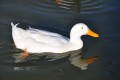 patos blancos