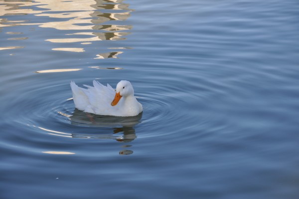 Foto 4/patos blancos