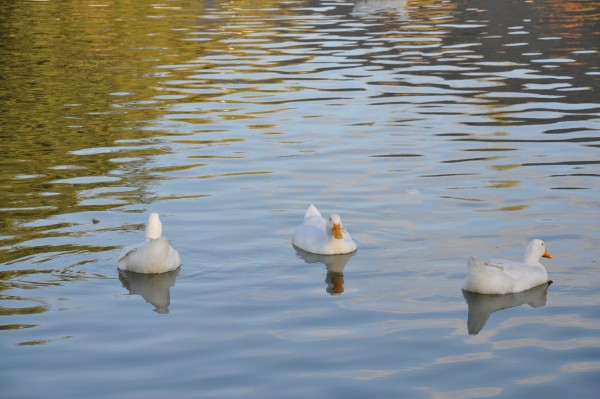 Foto 5/patos blancos