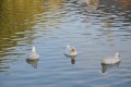 patos blancos