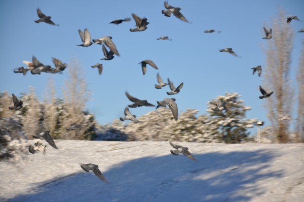 Foto 4/palomas