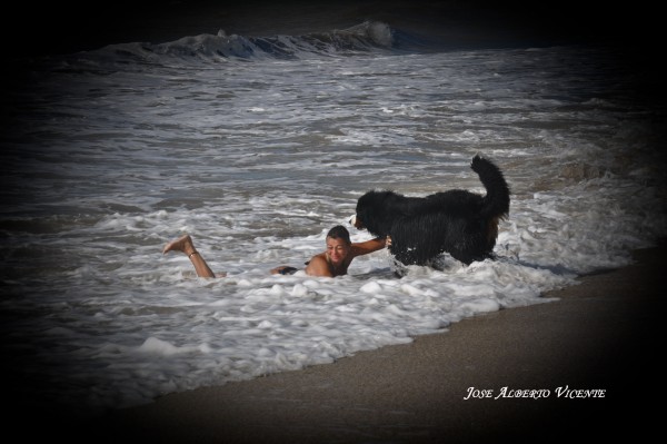 Foto 3/roco un gran perro, un gran amigo. . .