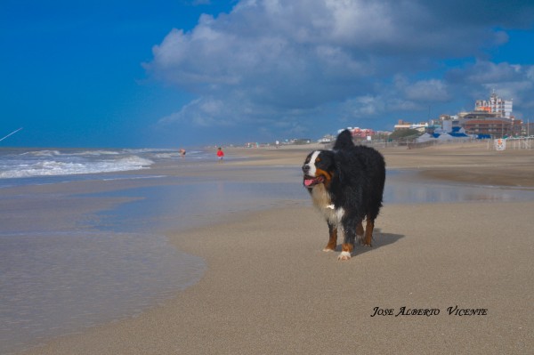 Foto 4/roco un gran perro, un gran amigo. . .