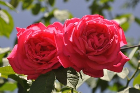 Foto 2/rosas