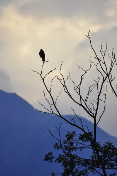 Foto 1/aves al crepusculo