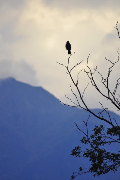 Foto 2/aves al crepusculo