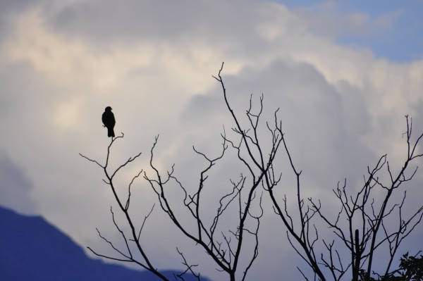 Foto 3/aves al crepusculo