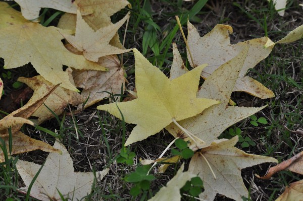 Foto 4/los colores del otoo en Mendoza.-