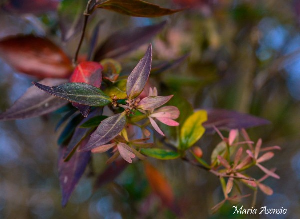 Foto 3/Colores de Invierno