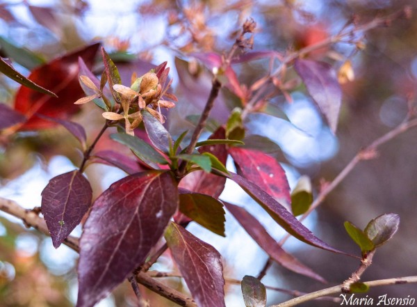 Foto 5/Colores de Invierno