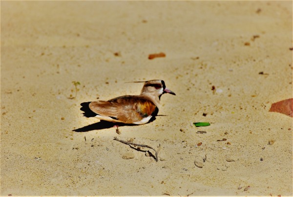 Foto 4/En la playa