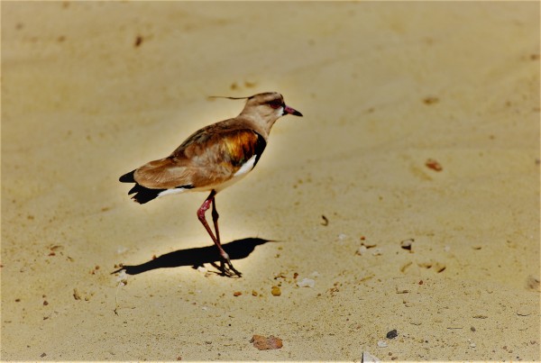 Foto 5/En la playa