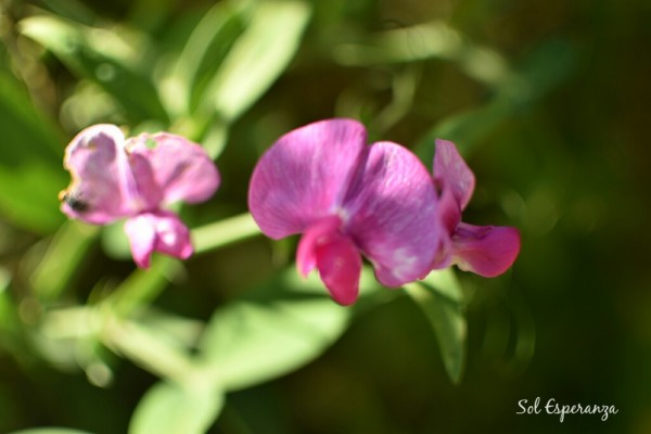 Foto 1/Naturaleza de Verano