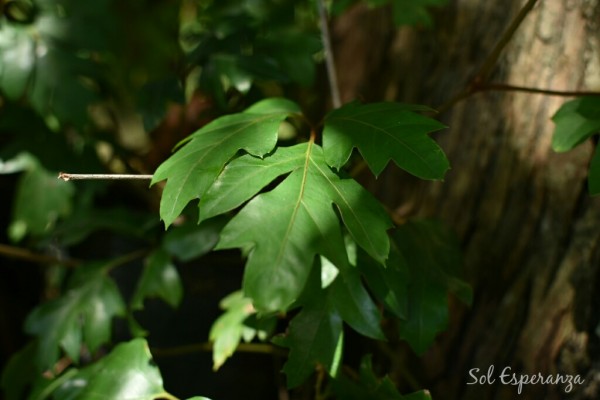 Foto 2/Naturaleza de Verano