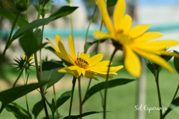 Foto 4/Naturaleza de Verano