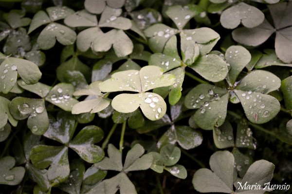 Foto 1/Gotas de Invierno