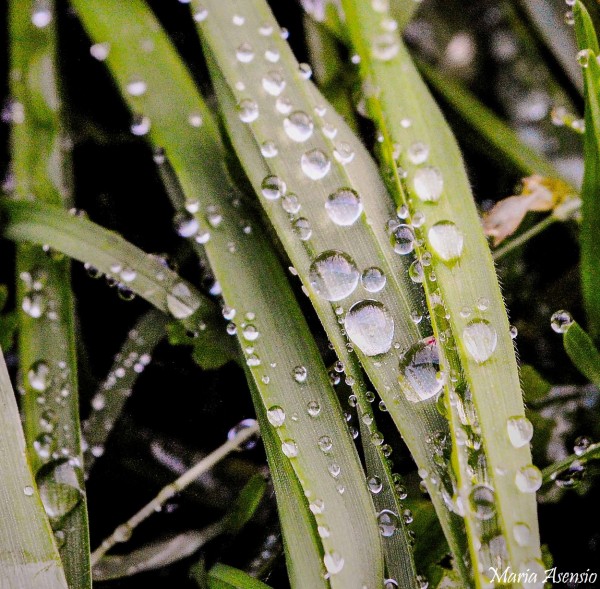 Foto 2/Gotas de Invierno