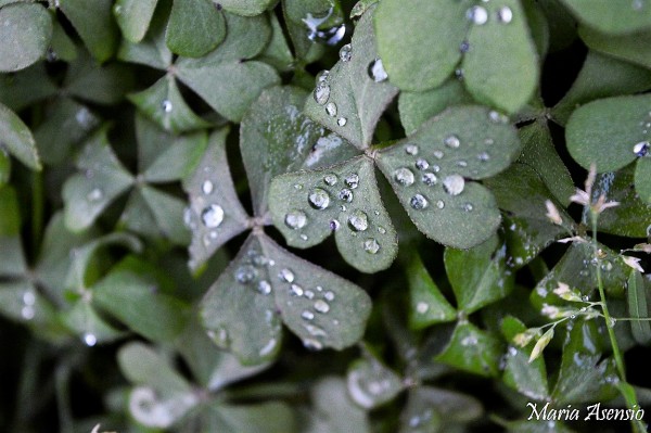 Foto 4/Gotas de Invierno